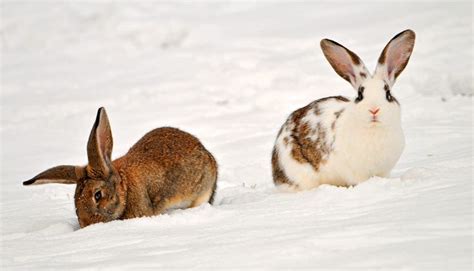 Two Rabbits In The Snow Snow Animals Animals Rabbit