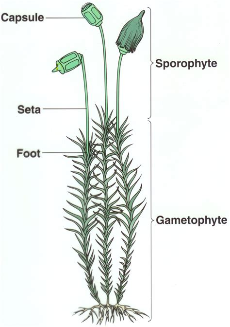 Moss Diagram Biology Evolution Of Plants Biology Plants Plant Science