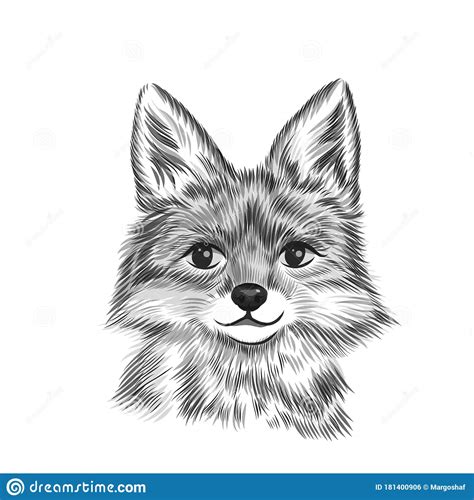 Little Fox Animal Black And White Vector Illustration Hand Drawn