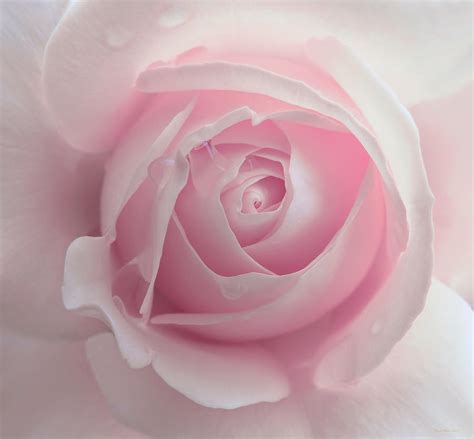 Pink Rose Flower Macro Photograph By Jennie Marie Schell