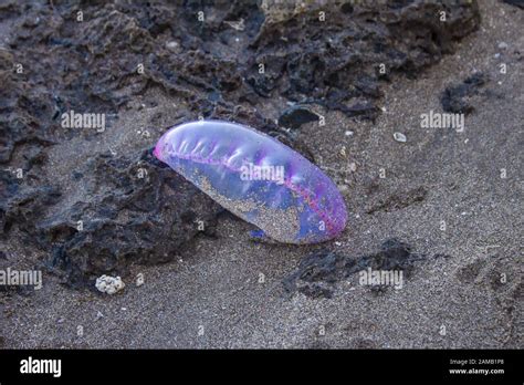 Portuguese Man O War On The Beach Hi Res Stock Photography And Images