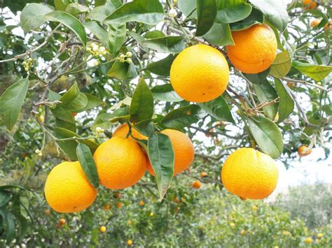 Orange Fruit Tree Citrus Free Image Download