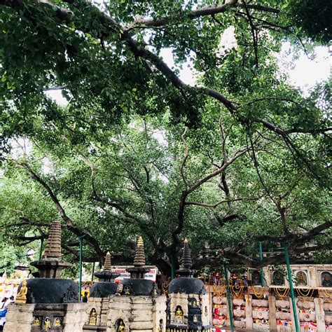 Sacred Bodhi Tree At Mahabodhi Temple In Bodh Gaya Here Sitting