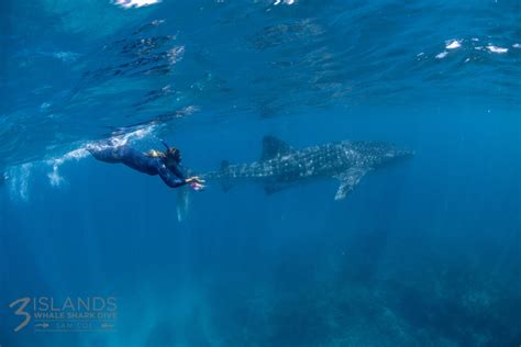 Swim With Whale Sharks Exmouth A Once In A Lifetime Experience