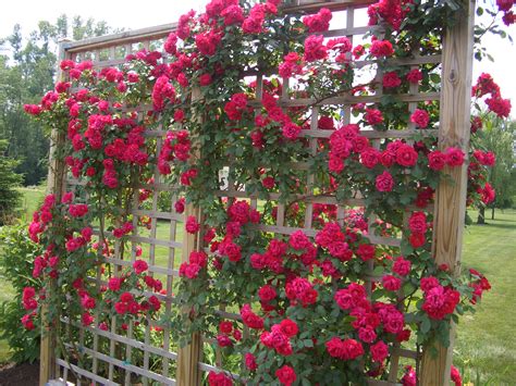 We did not find results for: Tips on Planting "Climbing Roses" on a Rose Trellis | My ...