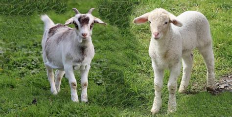 Lamb Vs Goat 3 Key Differences Explained
