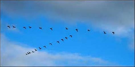 10 Facts About Bird Migration Fact File