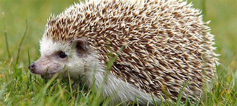 Never Mind The Groundhogs Happy Hedgehog Day Anglophenia Bbc America