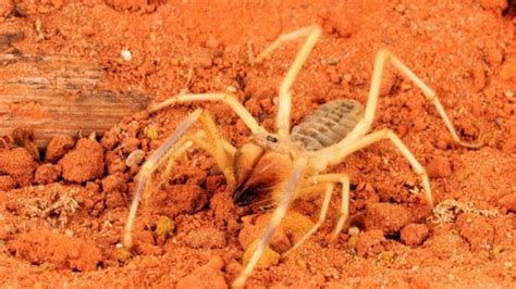 What You Need To Know About Camel Spider Bites
