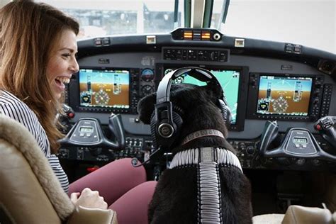 Puppy Pilot Whos Flown Thousands Of Miles Helps Boutique Airline