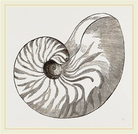 Shell Of Umbilicated Nautilus Drawing By Litz Collection Fine Art America