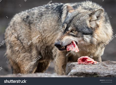 4395 Eaten By Wolves Images Stock Photos And Vectors Shutterstock