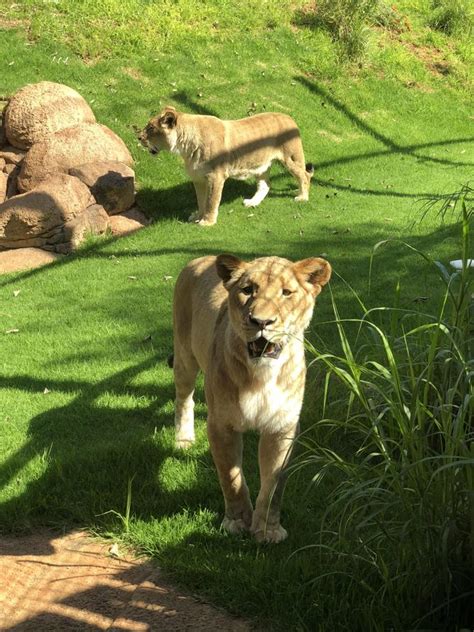 Perth Zoo Gets Two New Lionesses For Breeding Program Community News