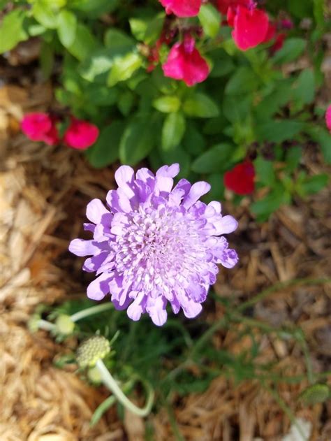 Butterfly Blue Pincushion Flower Home And Garden Flowers Plants