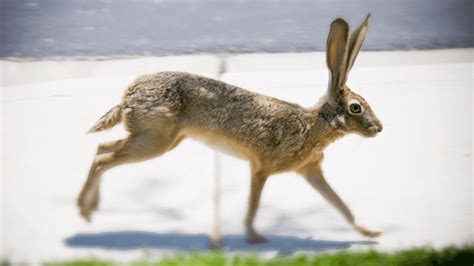 How Fast Can A Rabbit Run What Do You Think