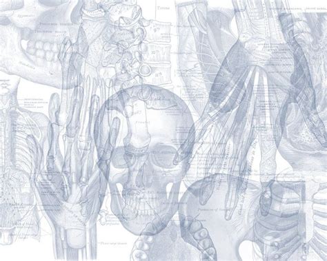 Free Download Anatomy Wallpaper On Wallpapersafari Desktop