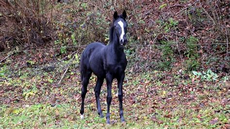 Black Lipizzan Filly 2016 Youtube