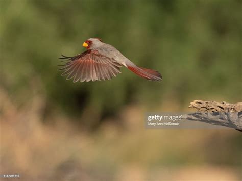 Pyrrhuloxia High Res Stock Photo Getty Images