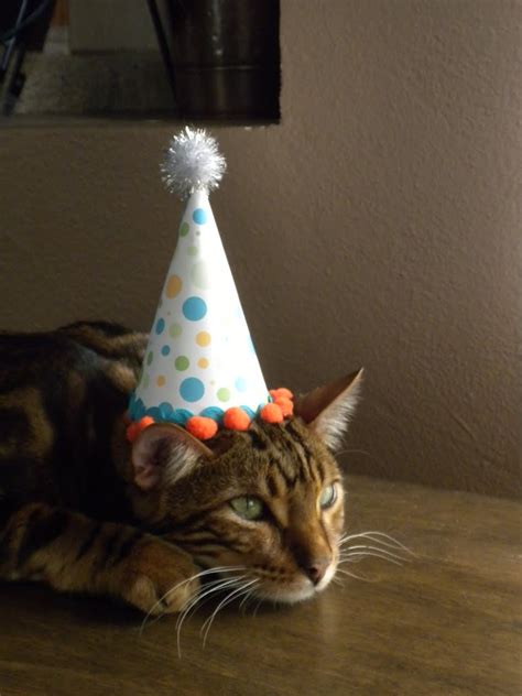 How To Make A Birthday Hat For Your Pet