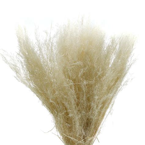 Floristik24.de Trockengras Agrostis gebleicht 80g - günstig online kaufen
