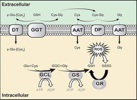 Glutathione Biochemistry Glutathione Synthesis Enzymes Glyteine