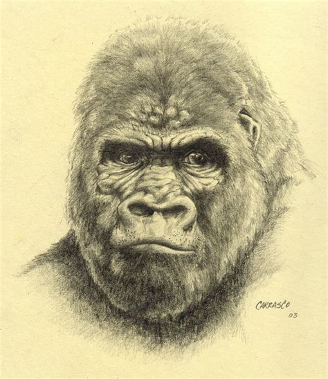 Gorilla Drawing By Manu1 On Deviantart Gorilla Tattoo Gorillas Art