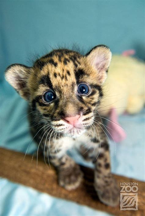 Clouded Leopard Cubs Show Mad Skills At Houston Zoo