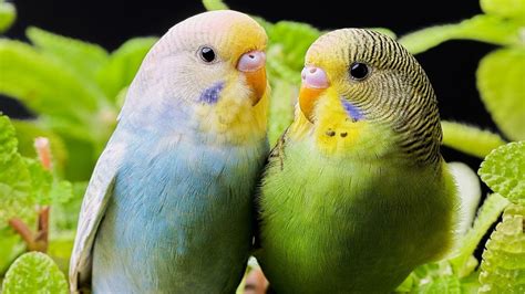 Parakeets Sounds Budgies Sound Effect Beautiful Love Birds Singing Budgie Noises No