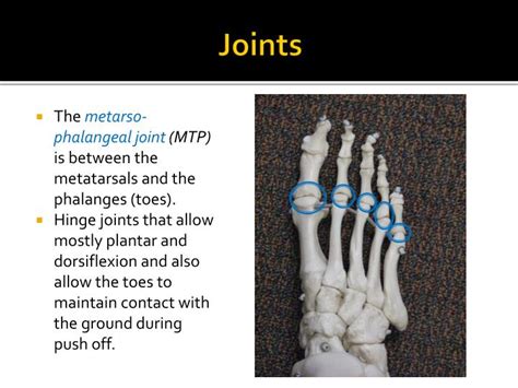 Ppt Anatomy Of The Foot Powerpoint Presentation Id3033596