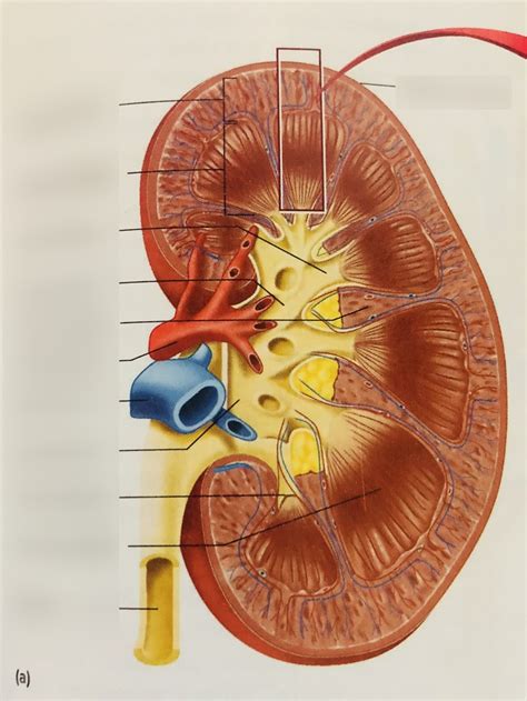 Ch 30 Sections Of The Kidney Diagram Quizlet
