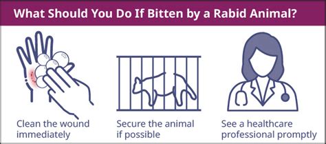 Rabies What You Need To Know Id Care Infectious Disease Doctors