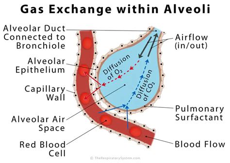 What Happens In The Alveoli During Gas Exchange