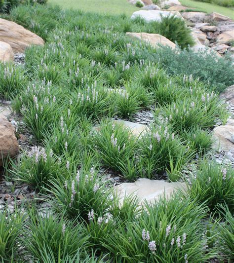 Liriope Muscari Urbidermis