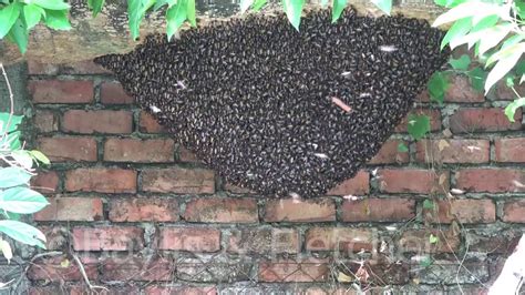 Giant Asiatic Honey Bees Malaysia 20190824133810m2ts Youtube