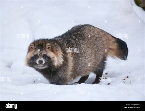 Raccoon Dog Or Tanuki Nyctereutes Procyonoides Standing In The Snow