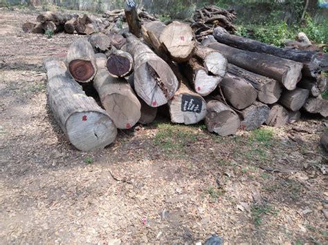 Rose Wood Logs Rosewood Logs Latest Price Manufacturers And Suppliers