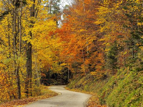 Fotos Gratis árbol Naturaleza Bosque Planta Campo Follaje