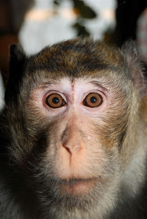 Monkey Face High Quality Image