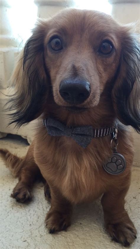 Let us help make your hound puppy dreams. 17 best Jeep CJ7 - FOR SALE - Full Frame Up Resoration ...