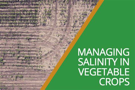 Managing Salinity In Vegetable Crops Soil Wealth Icp