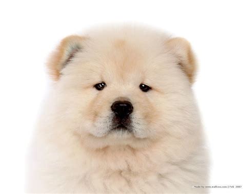 Chow Chow Puppy Pictures Puppy Pictures And Information