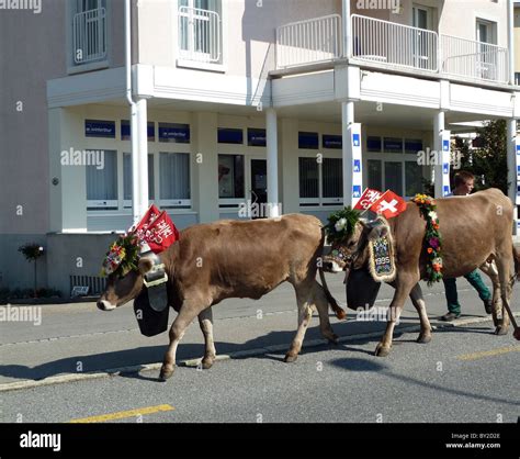 Swiss Cows Hi Res Stock Photography And Images Alamy