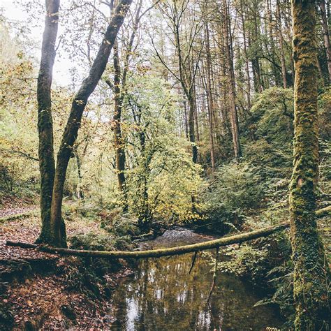 abergorlech woodland at brechfa forest carmarthenshire เวลส์ รีวิว tripadvisor