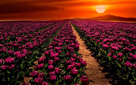 Tulip Field At Sunset Full Hd Wallpaper And Background