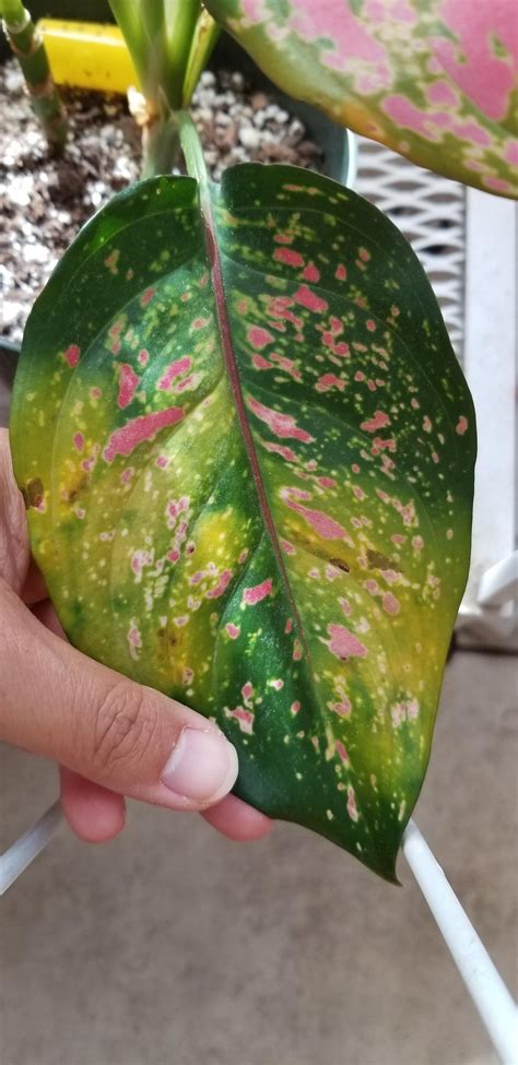 What's going on with my aglaonema and can I still save it? This is