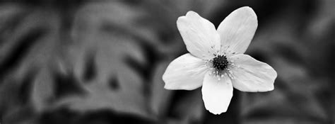 Flower cover photos have all kinds such as daisy, sunflower, pansies, poppies and roses. Flowers Facebook Timeline Covers - Facebook Banners ...