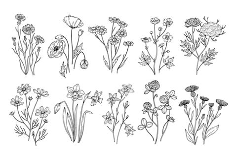 Wild Flowers Sketch Wildflowers And Herbs Nature Botanical Elements