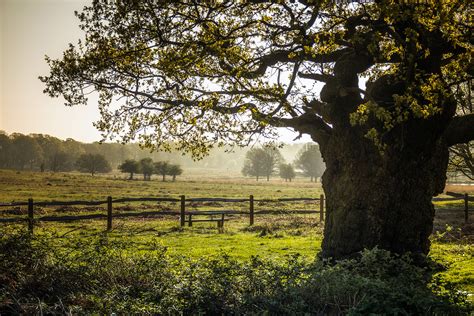 Richmond Park A Guide For Photographers And Visitors Simon Wilkes