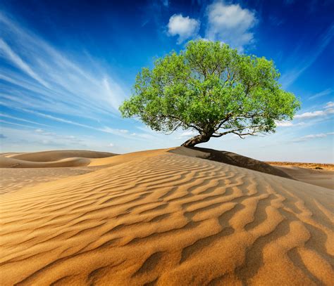 Lonely Green Tree In Desert Dunes Tasawuf The Journey Within