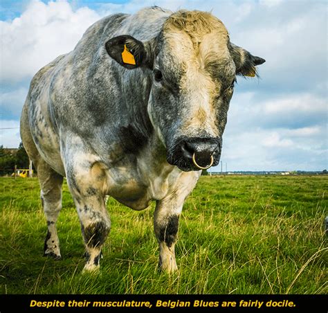 Get To Know The Belgian Blue